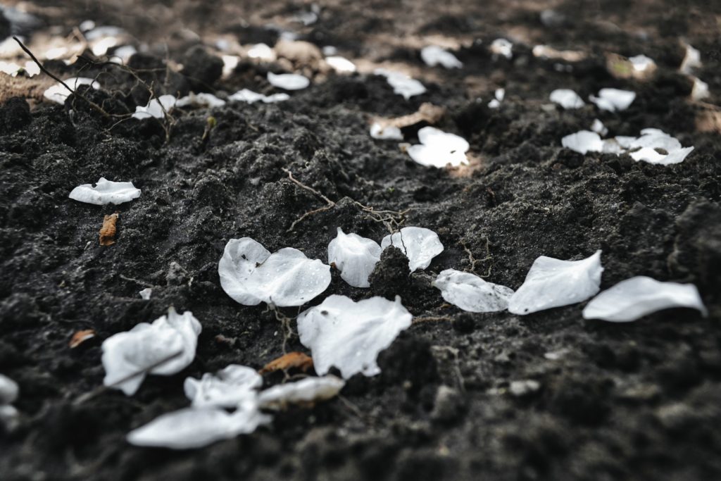 rain-of-petals